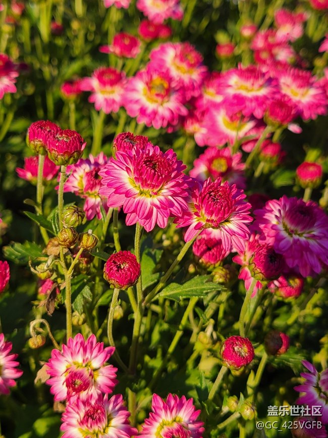 【Galaxy影像】自然的律動(dòng)+菊花