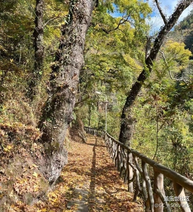 【秋暮冬初】落葉