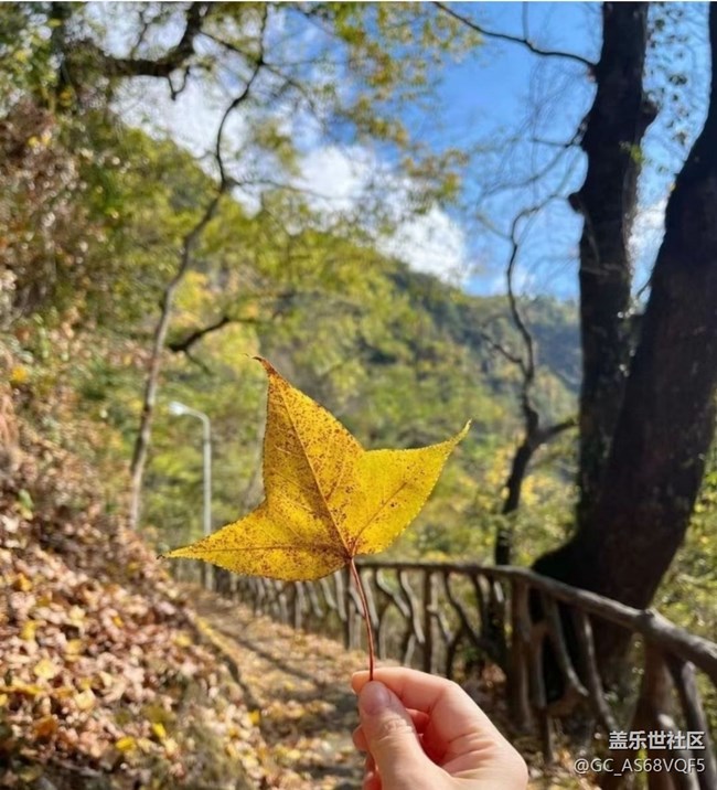 【秋暮冬初】落葉