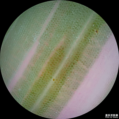 【見微知著】微距下的多彩脈絡(luò)