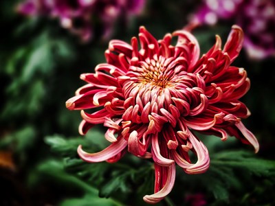 【身邊的風景】+秋菊