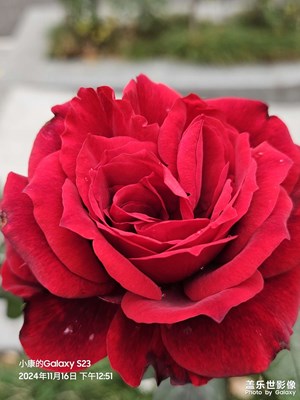 【見(jiàn)微知著】近距離下的花朵樹葉和小蜜蜂