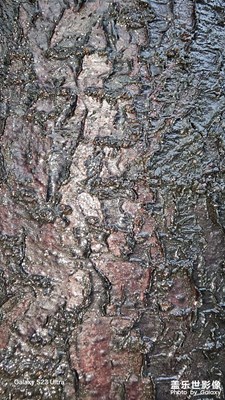 【身邊的風(fēng)景】+ 微距下的風(fēng)景