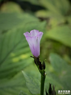 【見微知著】+長(zhǎng)焦鏡頭下的小花