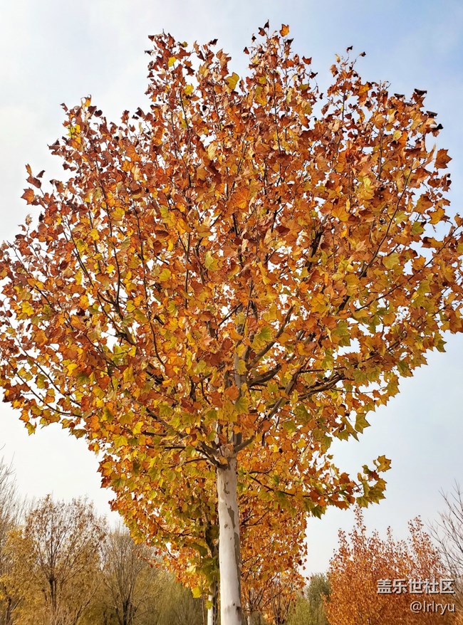 【秋暮冬初】+感受季節(jié)更迭