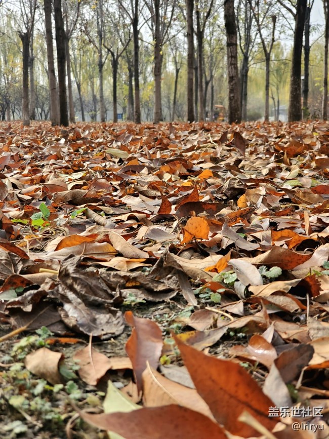 【秋暮冬初】+感受季節(jié)更迭