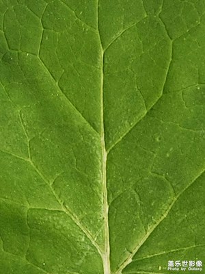 【見微知著】綠葉紋理