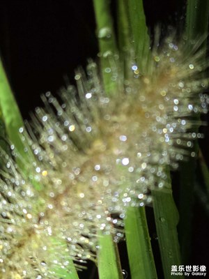 【見微知著】斜風(fēng)細(xì)雨中隨手拍