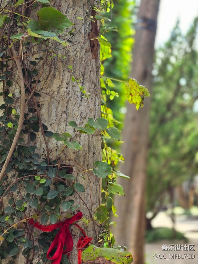 #秋天的道路——走走