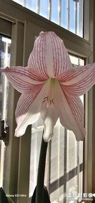 【見微知著】+微距下的朱頂紅花朵