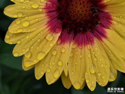 【見微知著】花朵上的雨滴