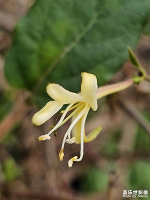 【見微知著】金銀花