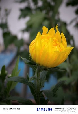 一朵菊花的成長