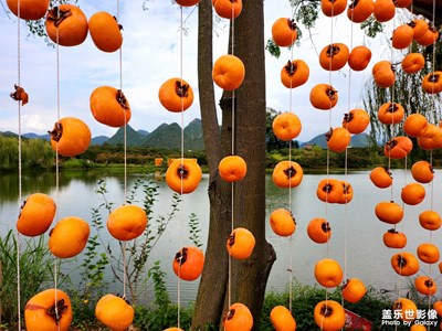 【身邊的風(fēng)景】+ 秋天的果實(shí)