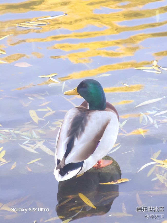 【紫竹院】落葉與風(fēng)的繪畫