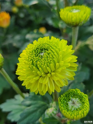 【身邊的風景】+ 靜待花開