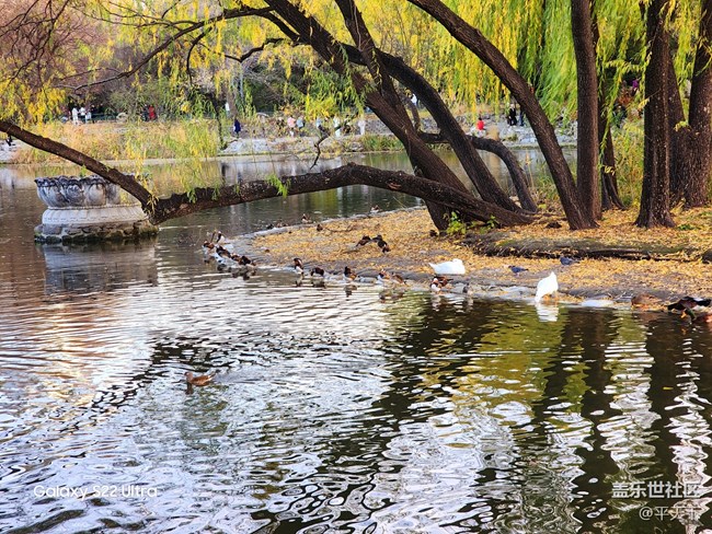 【紫竹院】落葉與風(fēng)的繪畫