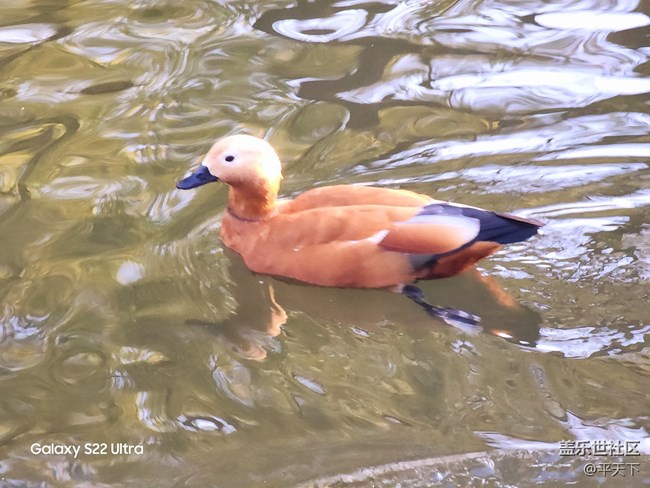 【紫竹院】落葉與風(fēng)的繪畫