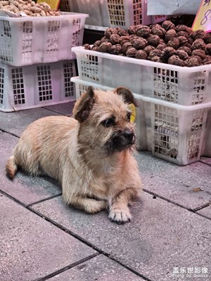 【身邊的風(fēng)景】貓貓狗狗