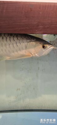 【見微知著】+銀龍魚