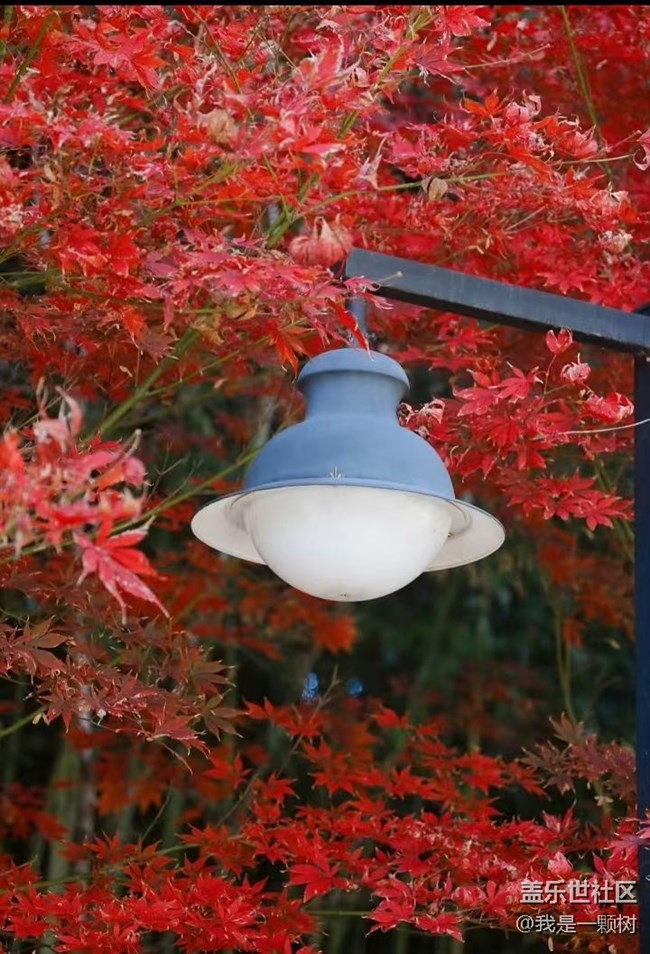 【紫竹院】+用三星手機抓住北京的秋