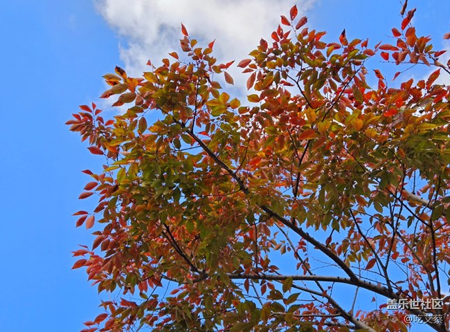 AI賦能，影像全面提升的小魔盒-Galaxy Z Flip6體驗