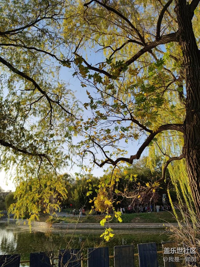 【紫竹院】+用三星手機抓住北京的秋