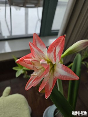 【見微知著】花開富貴