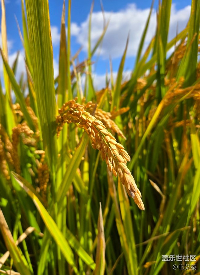 AI賦能，影像全面提升的小魔盒-Galaxy Z Flip6體驗