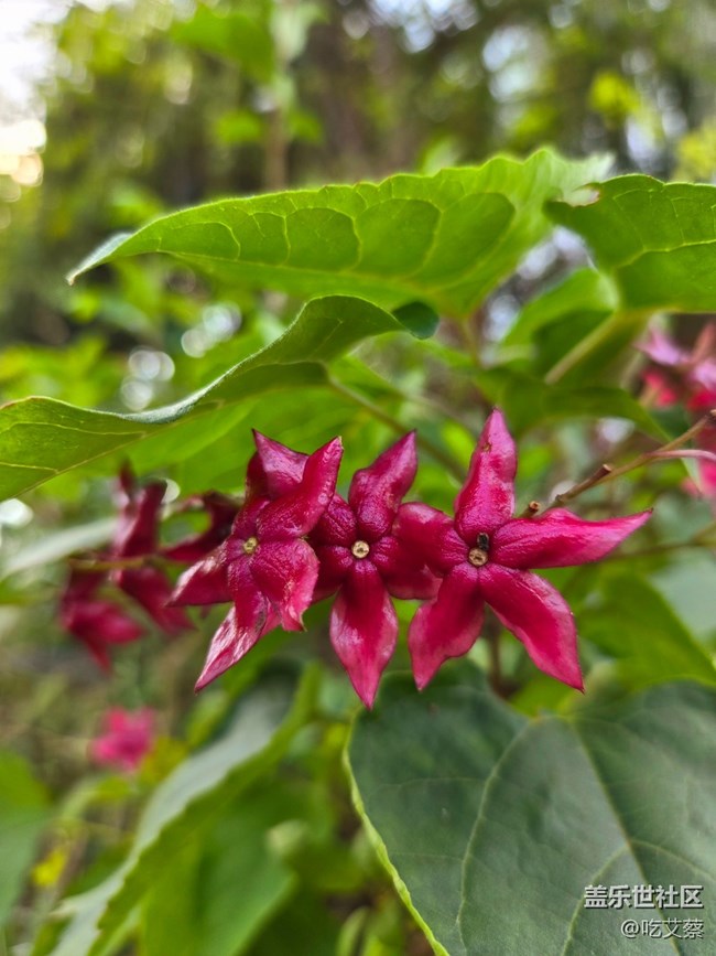 AI賦能，影像全面提升的小魔盒-Galaxy Z Flip6體驗