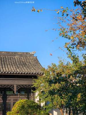 【身邊的風(fēng)景】Galaxy S23Ultra   秋光里