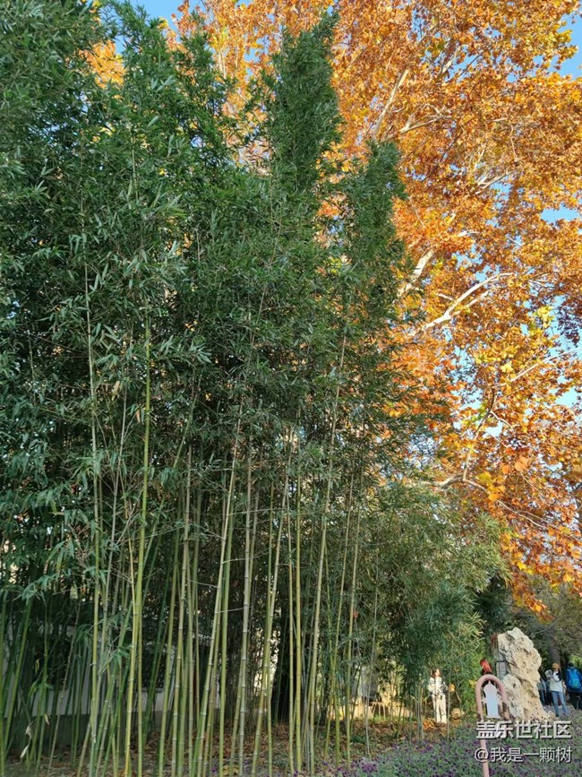 【紫竹院】+用三星手機抓住北京的秋