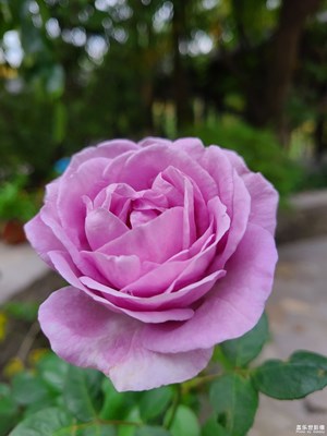 【身邊的風景】月季花