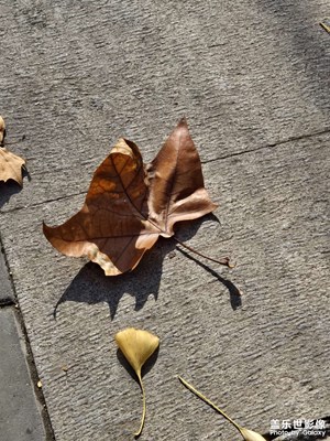 【身邊的風(fēng)景】午后遛彎隨手拍