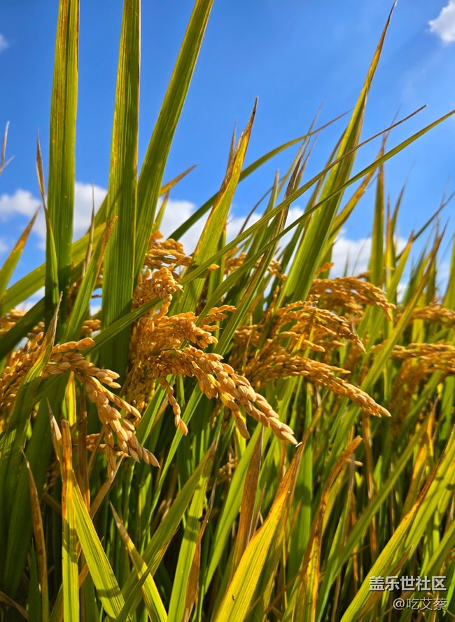 AI賦能，影像全面提升的小魔盒-Galaxy Z Flip6體驗