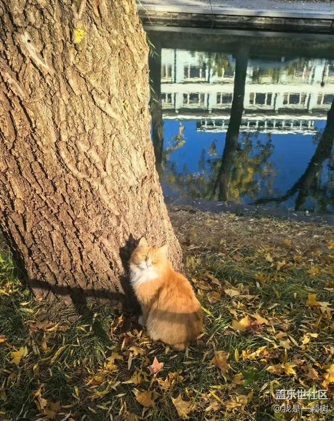 【紫竹院】+用三星手機抓住北京的秋