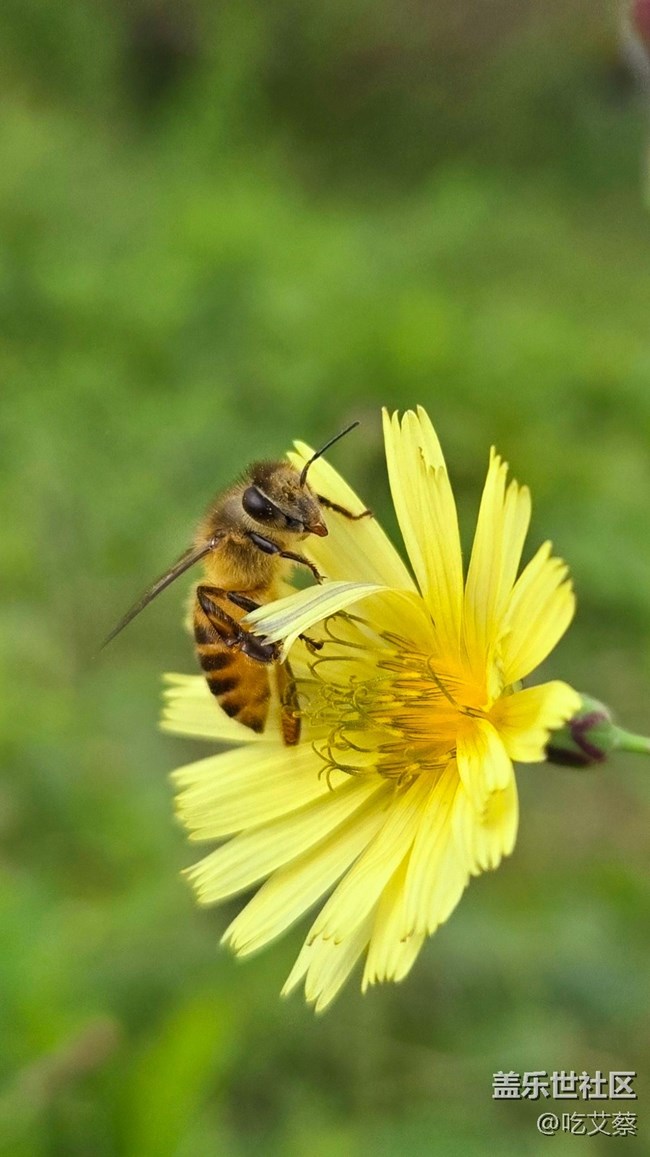 AI賦能，影像全面提升的小魔盒-Galaxy Z Flip6體驗