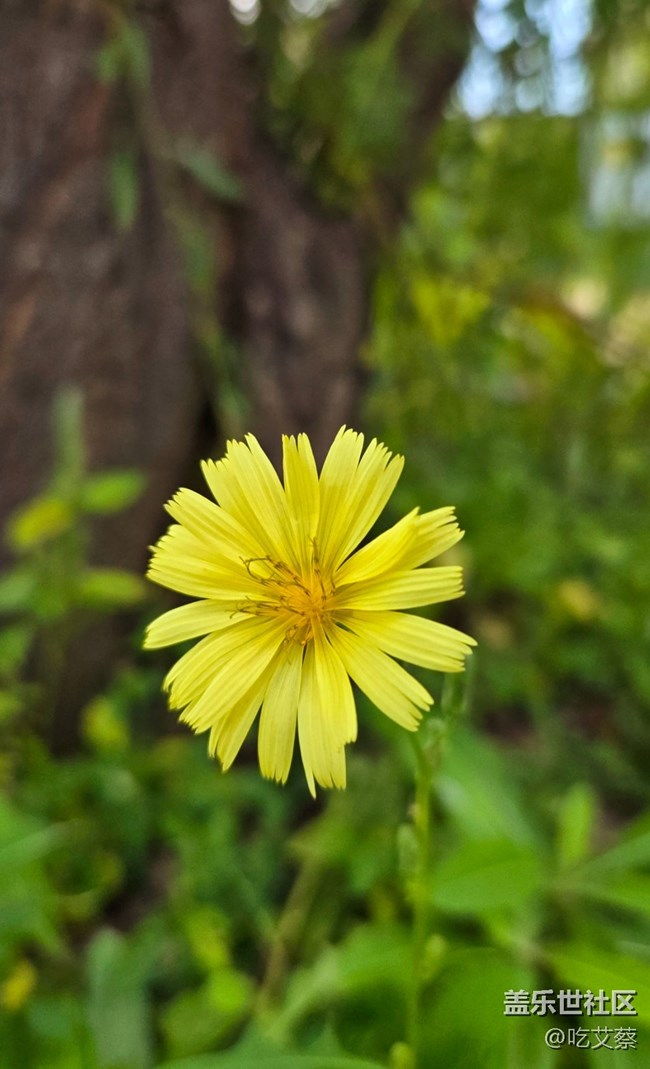 AI賦能，影像全面提升的小魔盒-Galaxy Z Flip6體驗