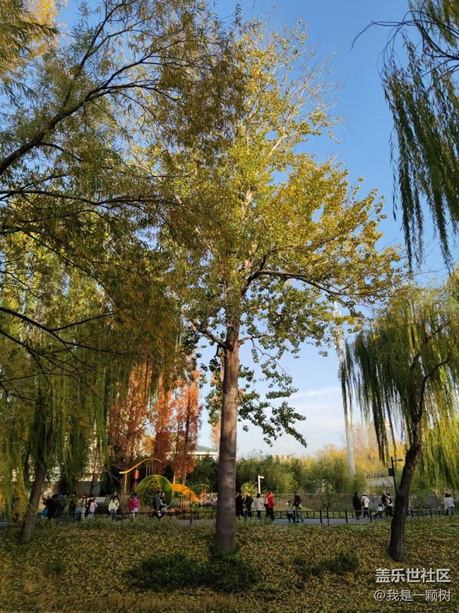 【紫竹院】+用三星手機抓住北京的秋