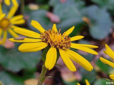 【見(jiàn)微知著】+花中世界