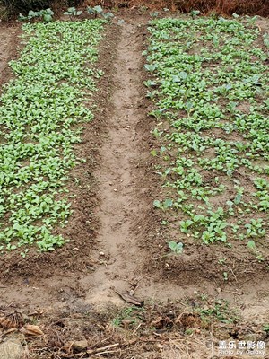 【身邊的風景】+ 油菜地