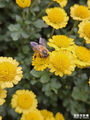 【見微知著】菊與蜂