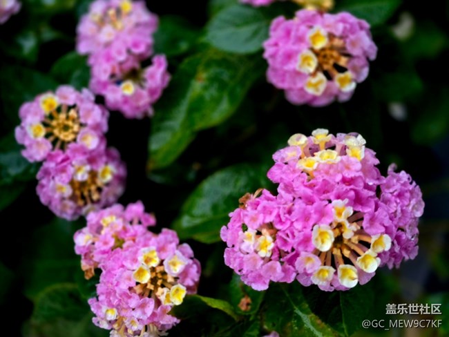 #秋天的道路——花