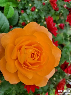 【身邊的風(fēng)景】+?秋天的菊花