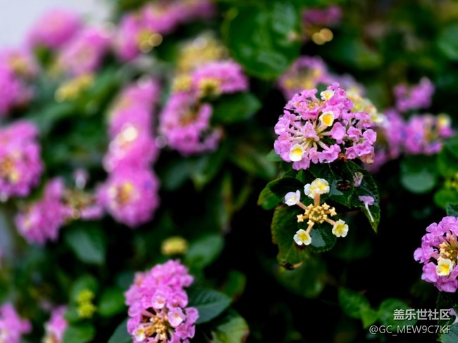 #秋天的道路——花