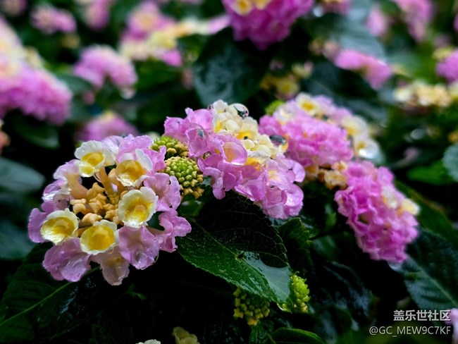 #秋天的道路——花