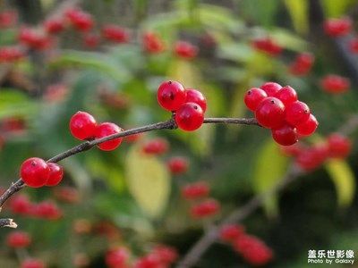 【見微知著】長焦微距下的忍冬果