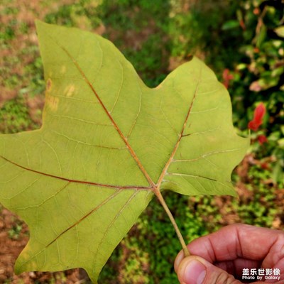 【見微知著 】+秋冬交接頑強的植物