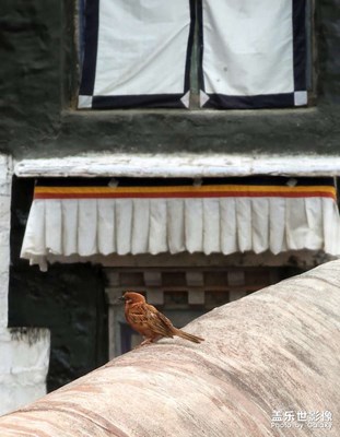 扎什倫布寺的小生靈