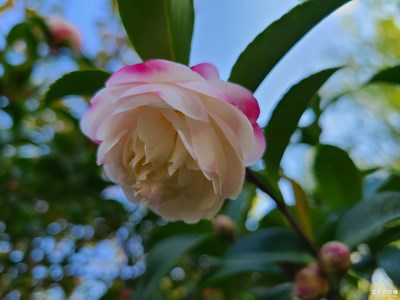 【身邊的風(fēng)景】山茶花開(kāi)